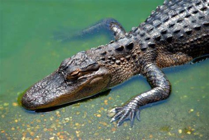 Alligator Free Stock Photo Public Domain Pictures