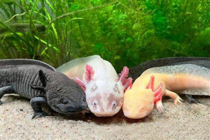 Axalotl Haltung Von Axolotl Mdr De Axalotl disscussion and admire