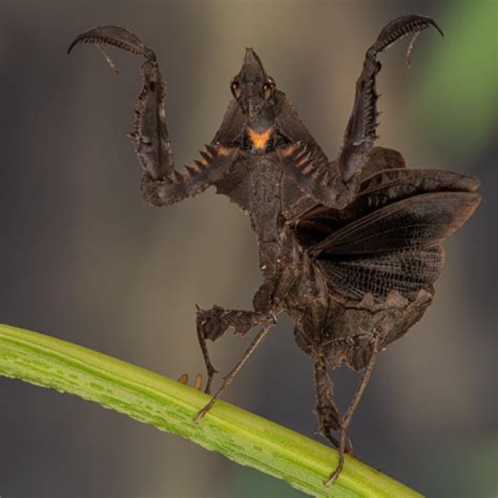 Darth Vader mantis. (Parablepharis kuhlii asiatica) Pahang, Malaysia