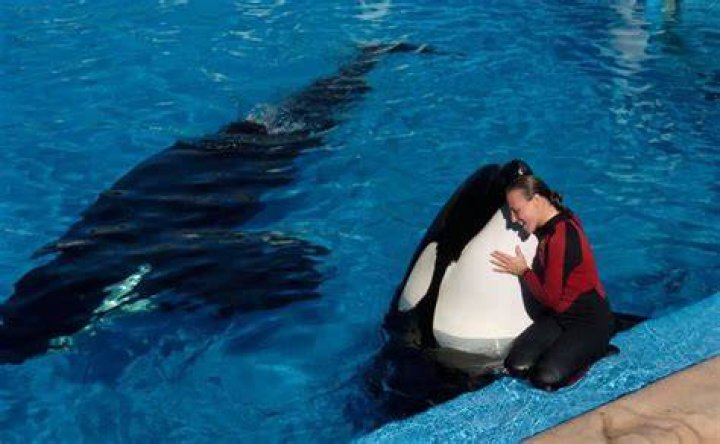 The Tragedy Of Tilikum And Dawn
