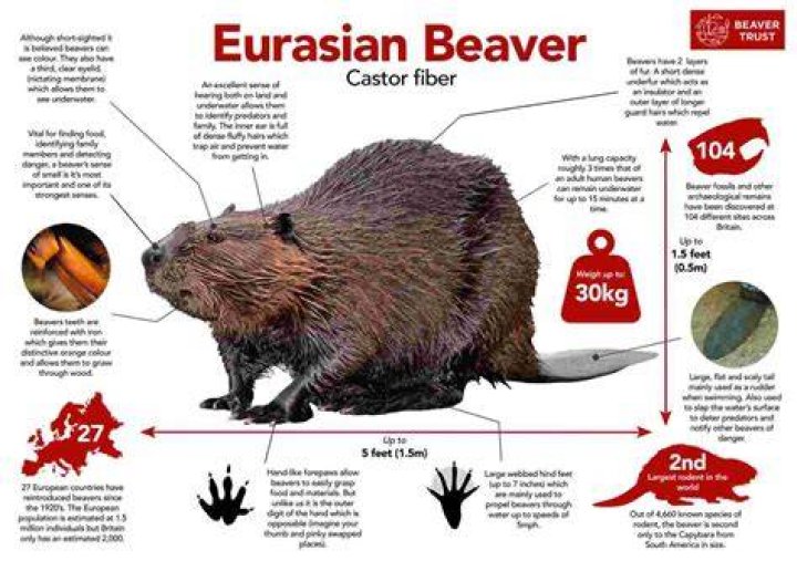 Why Was He Called Beaver?